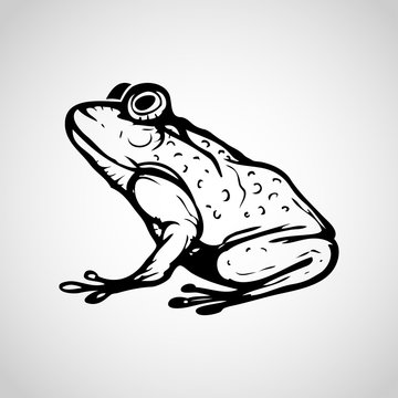 Vector image of frog on white background, Vector illustration.