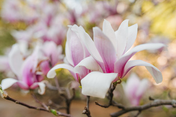 Fototapeta na wymiar Magnolia pink blossom tree flowers, close up branch, outdoor. Blooming magnolia tree in the spring city. Spring floral photo background