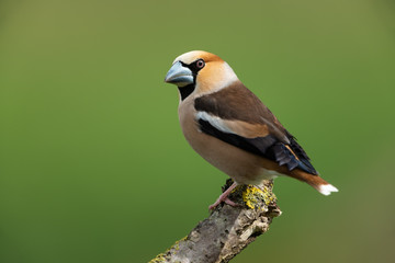 Hawfinch, Coccothraustes coccothraustes