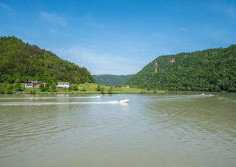 Donauschlinge in Schlögen