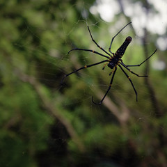 giant golden orb-web spider in front of green background 