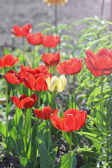 Tulips. Flowers in the garden
