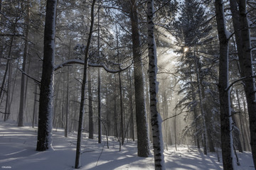 Naklejka premium winter forest