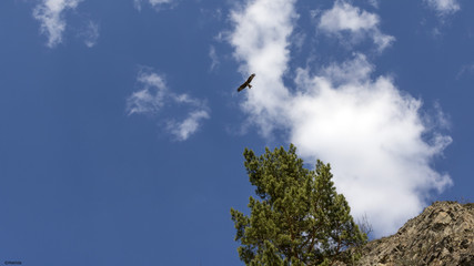 flight