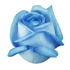Flower cyan rose isolated white  background with clipping path. Closeup.