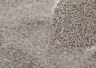 Pearl Millet Seeds Also Know as Bajra, Bajri, Bulrush Millet or Indian Millet Isolated on White Background