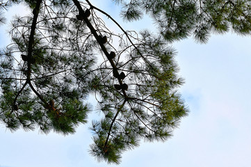 Pine cones branch