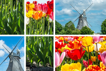 Frühling - Tulpen Collage mit Windmühle