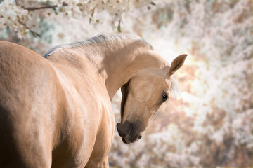 Portrait of palomino horse on spring blossom trees background - obrazy, fototapety, plakaty