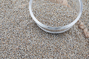 Pearl Millet Seeds Also Know as Bajra, Bajri, Bulrush Millet or Indian Millet.