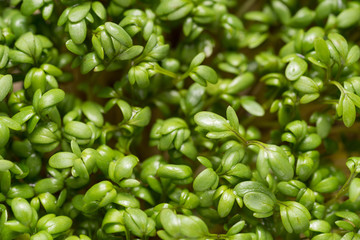 organic vibrant green cress