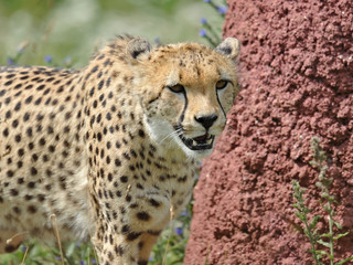 Cheetah (Acinonyx jubatus)