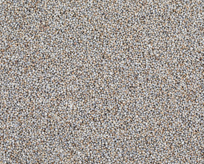 Pearl Millet Seeds Also Know as Bajra, Bajri, Bulrush Millet or Indian Millet.