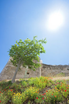 Vieste, Italy - A tree rising towards the sun at the historic fortress of Vieste