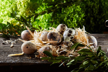 Quail eggs on old brown wooden surface with green blurred natural leaves background, selective focus, close-up