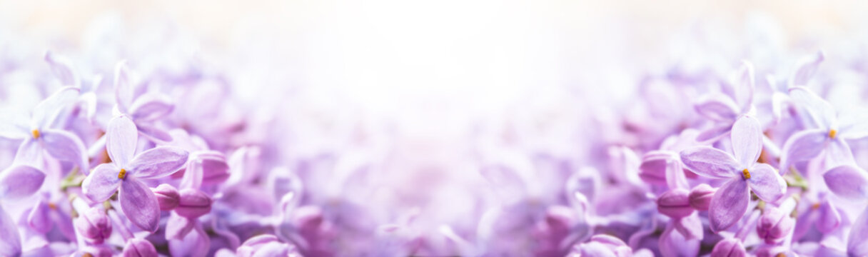 Romantic floral background with purple or violet lilac flowers