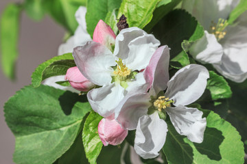 Day flowering apple tree branch