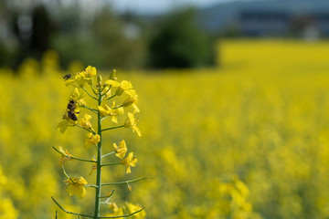 Obraz premium Raps mit Biene auf der Blüte
