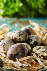 Obraz premium Quail eggs on blue textured surface with green blurred natural leaves background, selective focus, close-up
