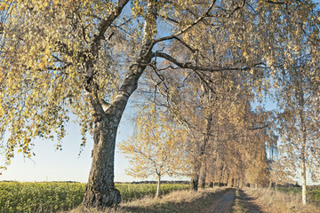 Fototapeta premium Herbststimmung Baumalle