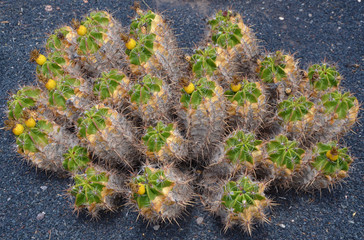 Kaktus Ferocactus robustus