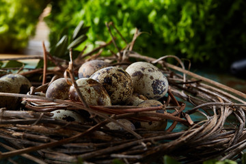 Quail eggs on old brown wooden surface with green blurred natural leaves background, selective focus, close-up