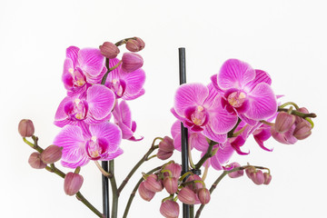 Naklejka na ściany i meble Orchidee auf weiss