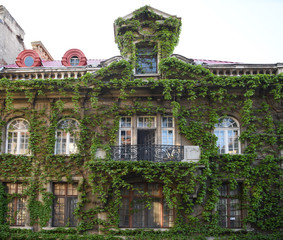 Old house covered with vegetation in Bucharest city center, on Constantin Daniel street....