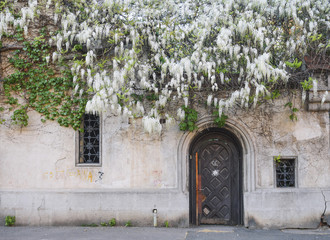 Old house covered with vegetation in Bucharest city center, on Constantin Daniel street....