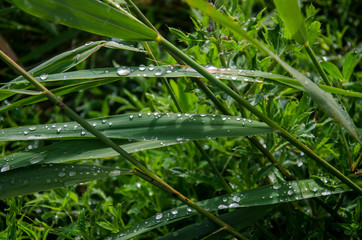 Raindrops on leaves