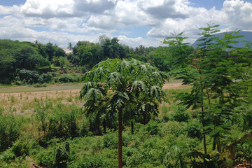 green lush nature in Luang Prabang, Laos