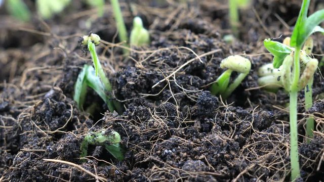 Close up shot time lapse of bean growing on the ground