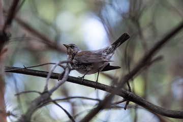 Fieldfare on a branch of a pine