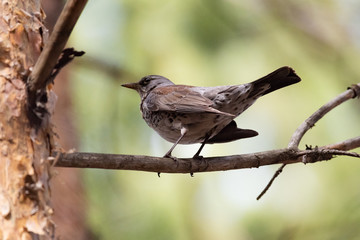 Fieldfare on a branch of a pine