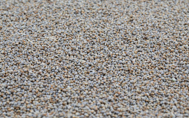 Pearl Millet Seeds Also Know as Bajra, Bajri, Bulrush Millet or Indian Millet.