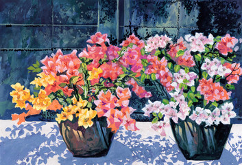 Illustration of pink Bougainvillea Flowers in plant pot beside wall.