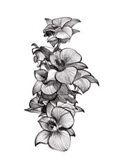 Flower sketch orchids bouquet hand drawing