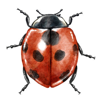 Ladybug watercolor illustration, isolated on white