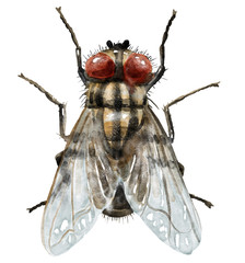 Fly watercolor illustration, isolated on white