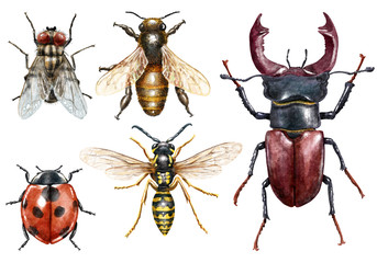 Insect collection watercolor illustration, isolated on white - obrazy, fototapety, plakaty