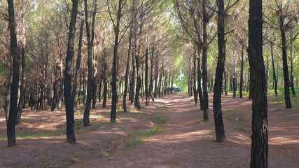 Symetric Trees  in Vietnam Hue