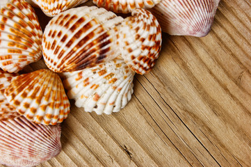 Sea shells on old wooden board