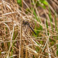 Libelle-Große Moorjungfer