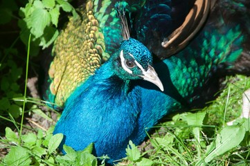 paw wygrzewa się w słońcu © agnieszkalll