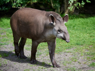 South American tapir (Tapirus terrestris)