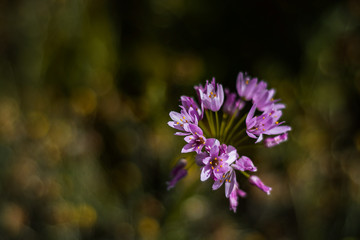 Obraz premium Mallow flower with defocused background. Spring. Close-up photography