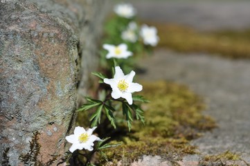 białe sasanki kwitnące przy kamieniu