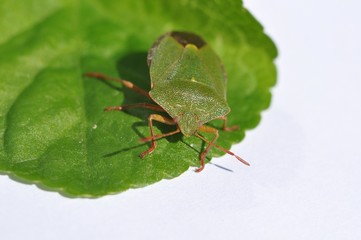 zielony żuk na zielonym liściu