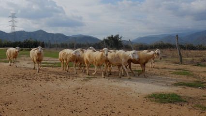 Fototapeta na wymiar Sheep Farm in Vietnam