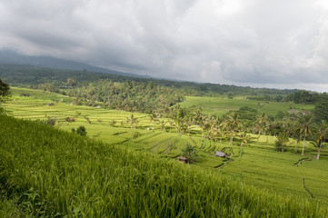 Obraz premium Rice field terrace Bali Indonesia